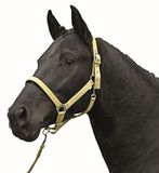 HKM Stars Economy Softice Holster Melkachtig Geel Pony