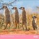Aquarupella Funny Animals Kalender 2027 Kalender Mural Animaux 60 cm x 3045 cm