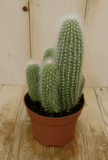 Warentuin Natuurlijk Cactus Stekel Kamerplant