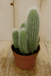 Warentuin Natuurlijk Cactus Stekel Kamerplant