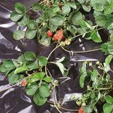 TENAX Black Cover 1,50 x 100 m zwart, waterdichte folie tegen onkruid voor mulchen, groenten en aardbeien (rol)