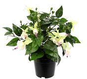 Kunstmatige Bol Kunstmatige Sierplant Fuchsia's in Pot