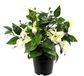 Kunstmatige Bol Kunstmatige Sierplant Fuchsia's in Pot