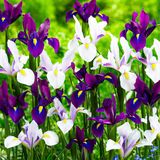 Merkloos / Sans marque Dutch Bulbs B.V. Iris Bloembollen Winterhard - Paradise Mix - 50 stuks - Meerkleurig