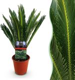 Green boutiQ Cycas revoluta Palmvaren Kamerplant - Groen - Pot 14cm - Hoogte 45-55cm