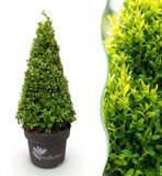 Plantenboetiek.nl BetterBuxus Skylight Buxus Pyramide - 60-70cm hoog - Ø23cm
