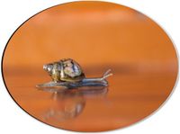 Merkloos / Sans marque Dibond Ovaal - Kruipende Kleine Slak in Oranje Kleurige Omgeving - 40x30 cm