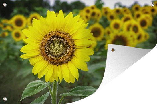 GreatGardenPosters Tuinposter - Lachende zonnebloem - 120x80 cm - Tuinposter voor buiten - PVC/Kunststof