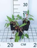 GRDplanten Groendecor Tuinarchitectuur 6x Duizenknoop - Persicaria ampl. 'Taurus' | 9x9 cm pot