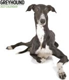 Magnet & Steel Greyhound Modern Kalender 2027 Wandkalender Dieren 60 cm x 3334 cm