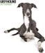 Magnet & Steel Greyhound Modern Kalender 2027 Wandkalender Dieren 60 cm x 3334 cm