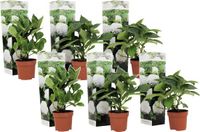 Plant in a Box - Hydrangea macrophylla Wit - Set van 6