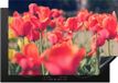 Merkloos KitchenYeah® Inductie beschermer 75x52 cm - Tulpen - Bloemen - Natuur - Inductiebeschermer
