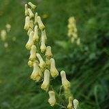 Arborix Aconitum 6 x Aconitum septentrionale 'Ivorine' - Monnikskap pot 9x9 cm