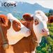 Cows BrownTrout Cows - Kühe 2027 - 16-Monatskalender