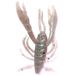 Berkley Gulp! Saltwater Crabby; Realistisch zacht plastic krab kunstaas voor zoutwater visserij, verrijkt met Gulp! Scent, kust- en bootvisserij; natuurlijke vrije val actie, 5cm, gepeperde garnaal