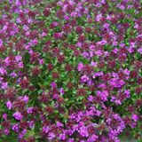 Arborix Thymus Praecox 'Creeping Red' 6 x Tijm pot 9x9cm