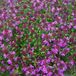 Arborix Thymus Praecox 'Creeping Red' 6 x Tijm pot 9x9cm