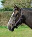 Rhinegold Nylon Halster - Pony - Plum