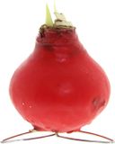 Bloomique Amaryllis Bol in Rode Wax - Kolibri Rood
