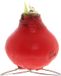 Bloomique Amaryllis Bol in Rode Wax - Kolibri Rood