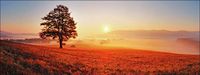 Pro-Art Picture palet Lonely Tree Glas-Art, kleurrijk, 30 x 80 x 1,3 cm