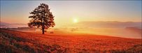 Pro-Art Picture palet Lonely Tree Glas-Art, kleurrijk, 30 x 80 x 1,3 cm