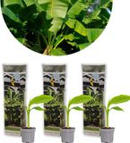 Bloomique - Set van 3 - Musa Basjoo - Japanse Vezelbanaan - Tuinbanaan - Tuinplanten - Winterhard - Hoogte 20-30 cm - Pot 10,5 cm