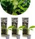 Bloomique - Set van 3 - Musa Basjoo - Japanse Vezelbanaan - Tuinbanaan - Tuinplanten - Winterhard - Hoogte 20-30 cm - Pot 10,5 cm