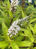 GRDplanten Groendecor Tuinarchitectuur 6x Wederik - Lysimachia Clethroides | 9x9 cm pot