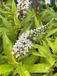 GRDplanten Groendecor Tuinarchitectuur 6x Wederik - Lysimachia Clethroides | 9x9 cm pot