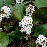 Arborix Bergenia 6 x Bergenia 'Bressingham White' - Schoenlappersplant pot 9x9cm