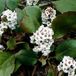 Arborix Bergenia 6 x Bergenia 'Bressingham White' - Schoenlappersplant pot 9x9cm