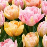 Green boutiQ - 48x Tulipa Peaches & Kisses - Tulp Peaches & Kisses