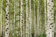 A.S. Création Fotobehang berkenbos in geel groen