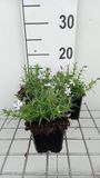 GRDplanten Groendecor Tuinarchitectuur 6x Vlambloem - Phlox (s) 'G.f. Wilson' | 9x9 cm pot