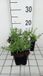 GRDplanten Groendecor Tuinarchitectuur 6x Vlambloem - Phlox (s) 'G.f. Wilson' | 9x9 cm pot