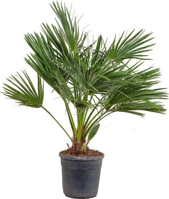 Chamaerops Humilis - Europese dwergpalm - ⌀24 cm - 90 cm