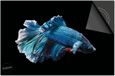 Dietrix Inductie Beschermer - 78x52cm - Under the Sea - Blauwe Vis