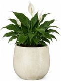 Mica Decorations Plantenpot - keramiek - wit glans / ribbels - D13 x H14 cm - bloempot Porto