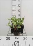 GRDplanten Groendecor Tuinarchitectuur 6x Teunisbloem - Oenothera macrocarpa (missouriensis) | 9x9 cm pot