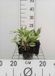 GRDplanten Groendecor Tuinarchitectuur 6x Teunisbloem - Oenothera macrocarpa (missouriensis) | 9x9 cm pot