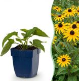 boutiQ Rudbeckia fulg. Goldsturm Gele zonnehoed - 24 Planten