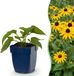 boutiQ Rudbeckia fulg. Goldsturm Gele zonnehoed - 24 Planten