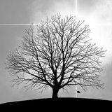 Ambiente Lunch Servetten - Tree