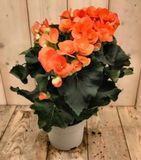 Warentuin Natuurlijk Begonia dubbelbloemig oranje kamerplant