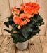 Warentuin Natuurlijk Begonia dubbelbloemig oranje kamerplant