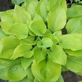 Arborix Hosta 3 x Hosta 'Sum And Substance' - Hartlelie pot 9x9cm