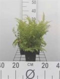 GRDplanten Groendecor Tuinarchitectuur 6x Zachte Naaldvaren 'Dahlem' , Zachte Schildvaren - Polystichum set. 'Dahlem' | 9x9 cm pot