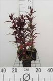 GRDplanten Groendecor Tuinarchitectuur 6x Koekoeksbloem - Lychnis arkw. 'Vesuvius' | 9x9 cm pot